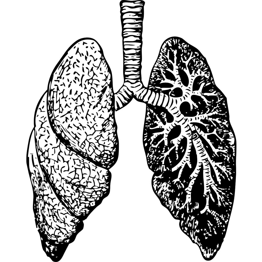 5.2 Respiratory & Circulatory system