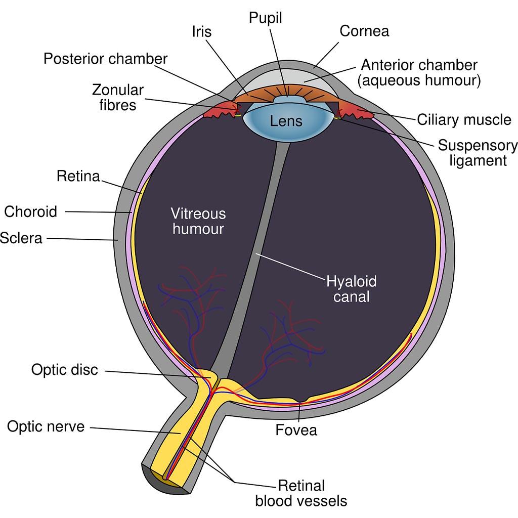 5.6 Othalmological diseases